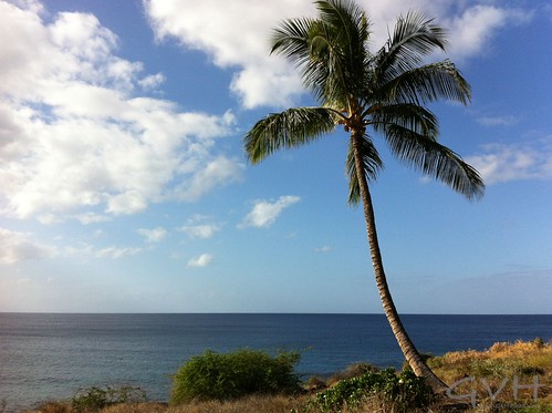 Lanai Palm