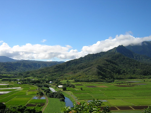 Taro Farms