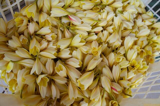 Basket of young plumeria buds