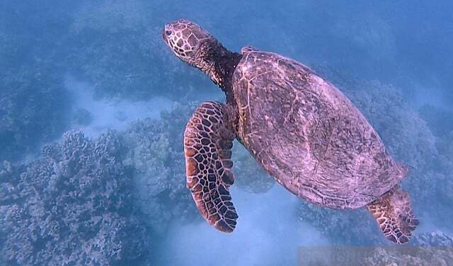 Honu swimming off the Kohala Coast of Hawaii Island.