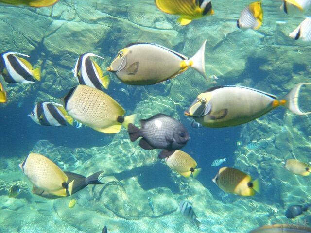 Hawaii snorkel fish