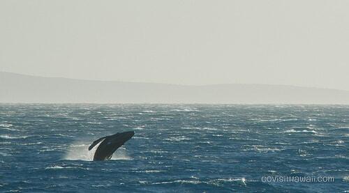 A humpback whale calf leaps out of the ocean off the island of Maui.