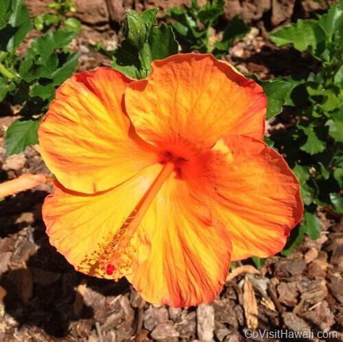 orange hibiscus