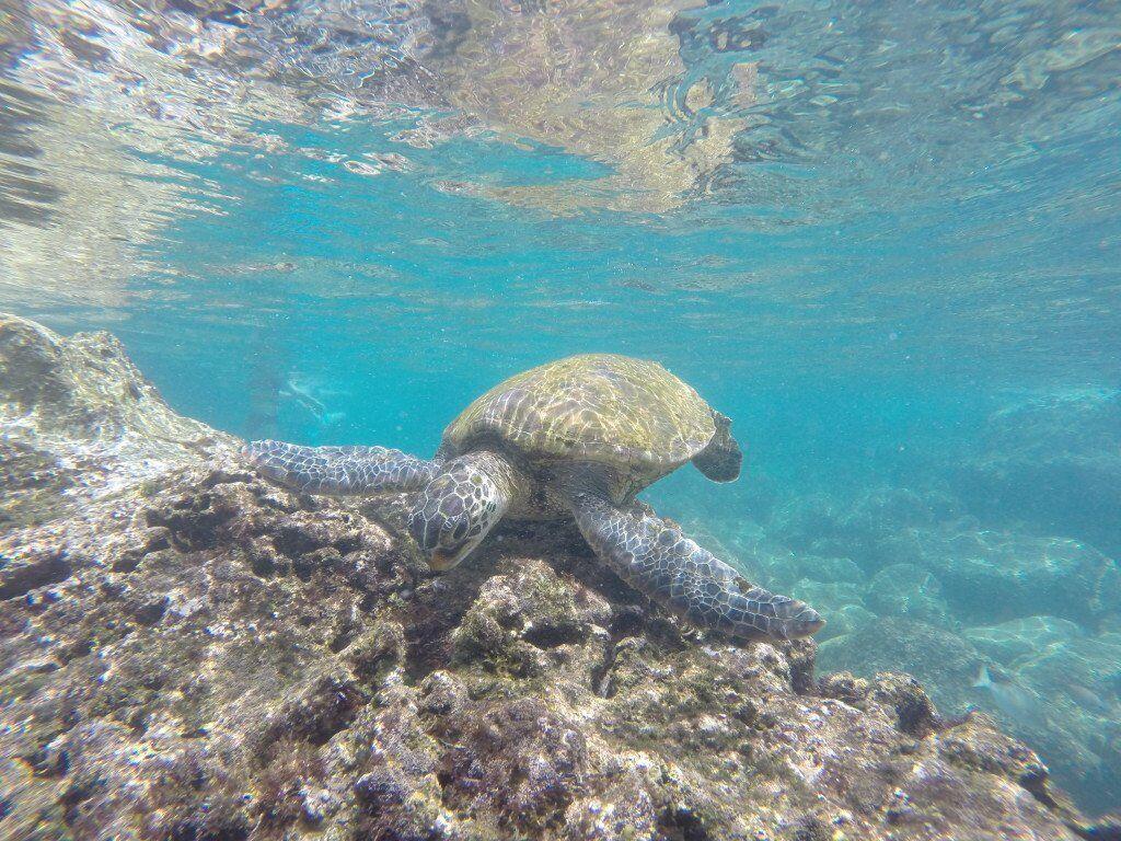 Honu in Ko Olina. Photo by Ken Muise