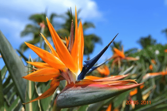 Bird of Paradise