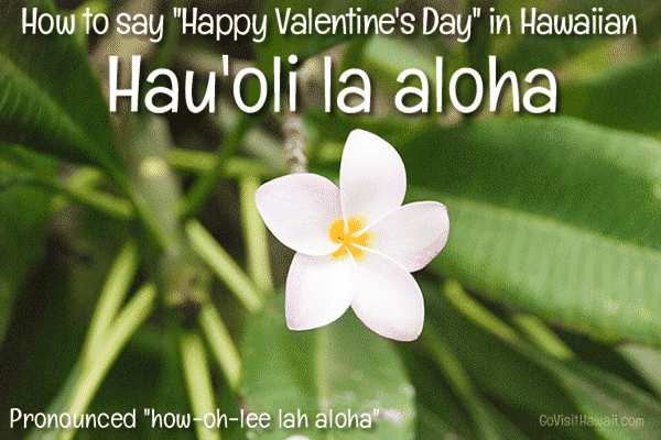 happy-valentines-hawaiian